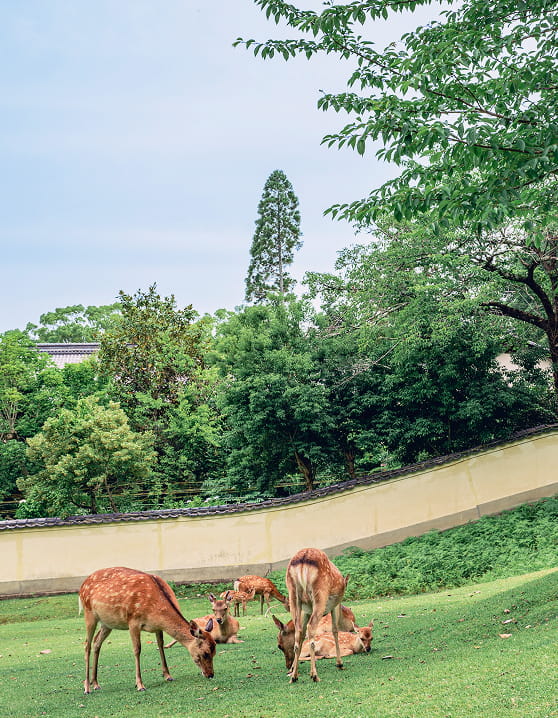 奈良公園に集まる鹿の群れ