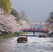 【京都】岡崎桜回廊ライトアップ＆十石舟めぐり