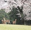 【奈良】鹿も踊る春・奈良公園の桜