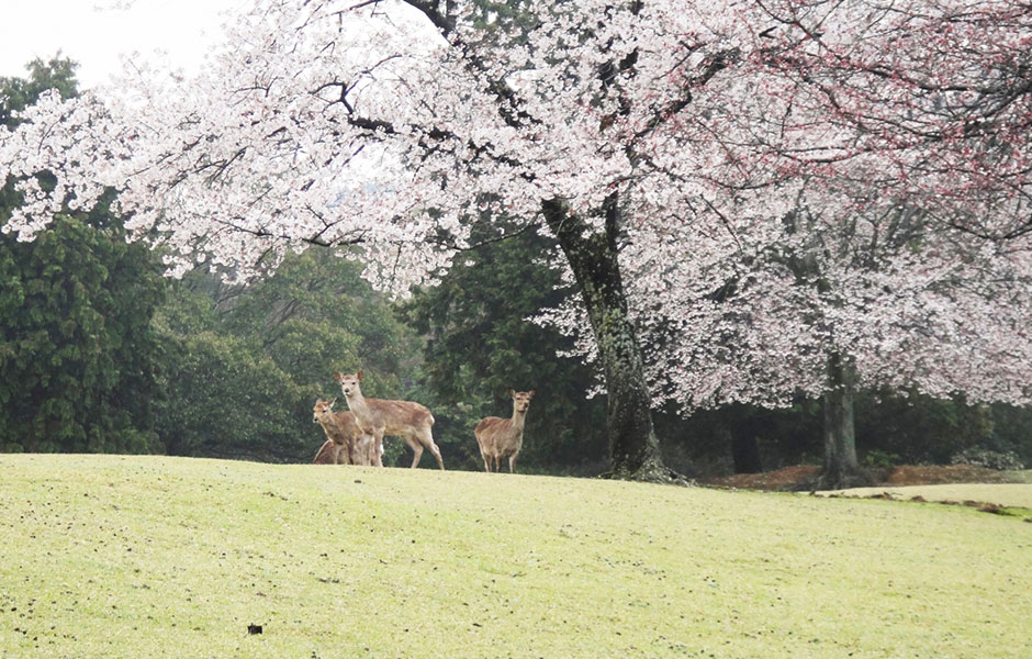 【奈良】鹿も踊る春・奈良公園の桜