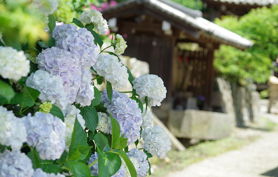 【奈良】万葉集にも詠まれる美しい紫陽花